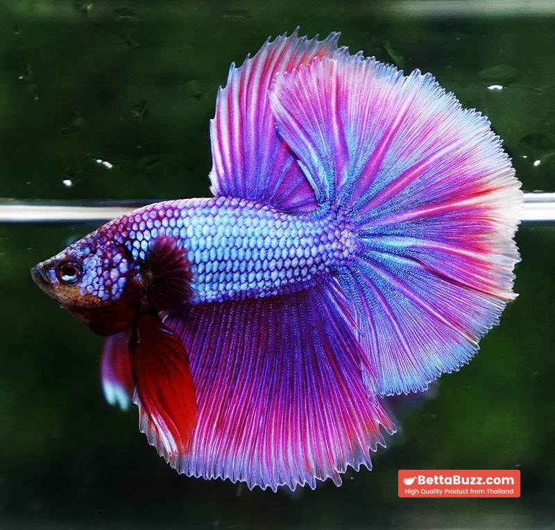 Betta fish Prince Royal Lavender NBT-OHM - Image 4