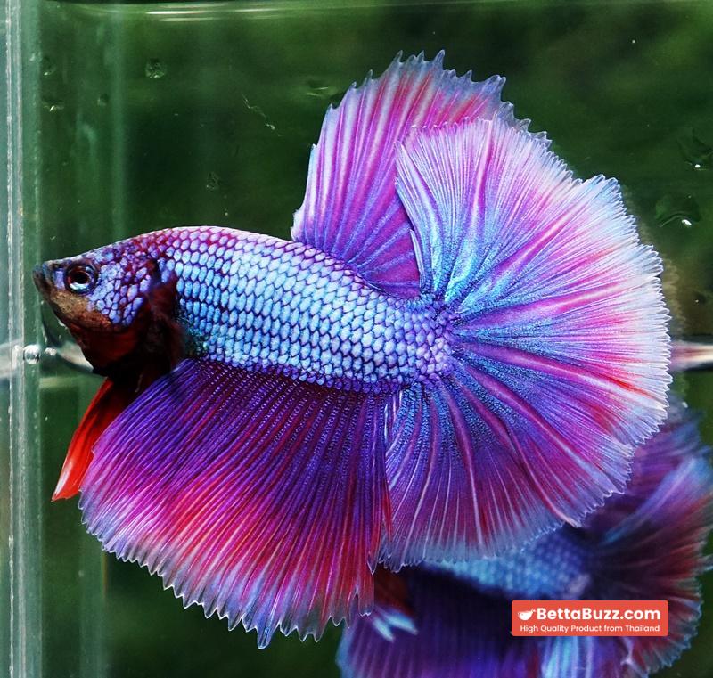 Betta fish Prince Royal Lavender NBT-OHM - Image 6