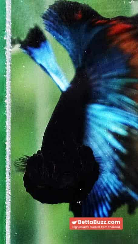 OHM Blue Eyes Black Light Hollow Ring (Legendary) - Image 8