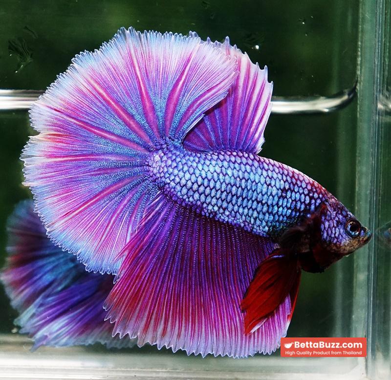 Betta fish Prince Royal Lavender NBT-OHM - Image 5