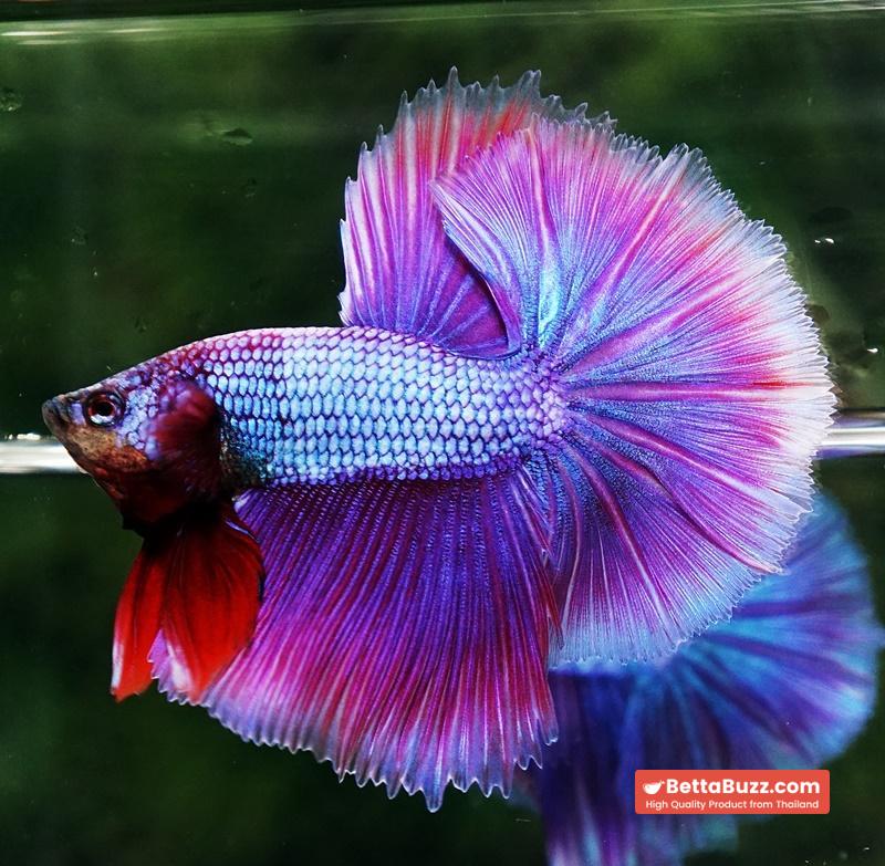 Betta fish Prince Royal Lavender NBT-OHM - Image 2