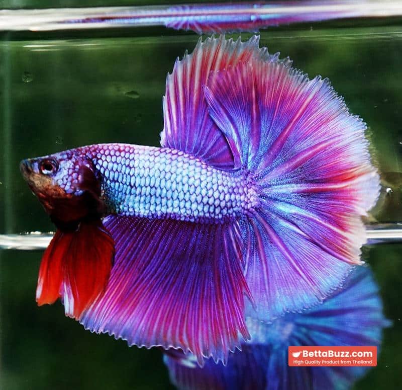 Betta fish Prince Royal Lavender NBT-OHM - Image 8