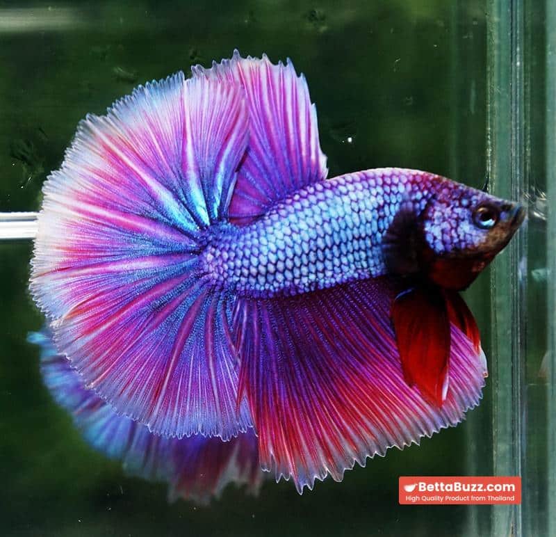 Betta fish Prince Royal Lavender NBT-OHM - Image 7