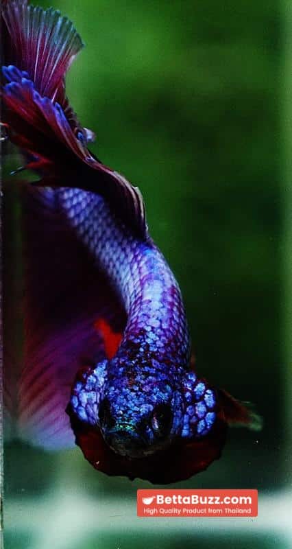 Betta fish Prince Royal Lavender NBT-OHM - Image 9