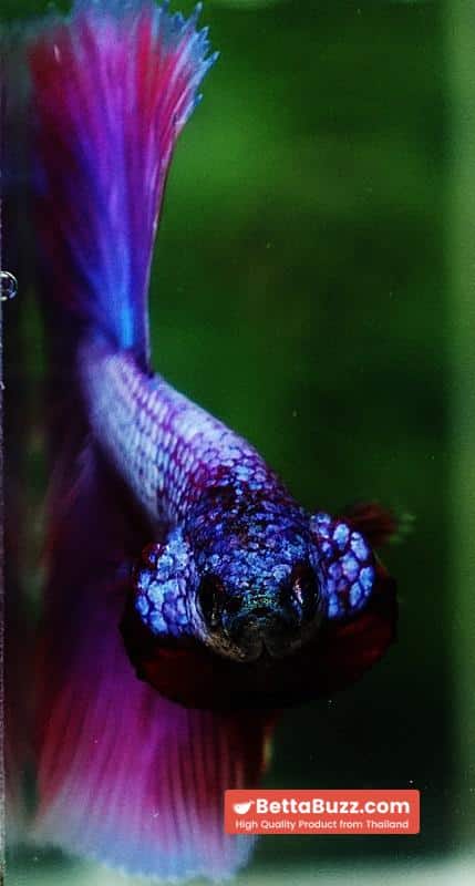 Betta fish Prince Royal Lavender NBT-OHM - Image 10