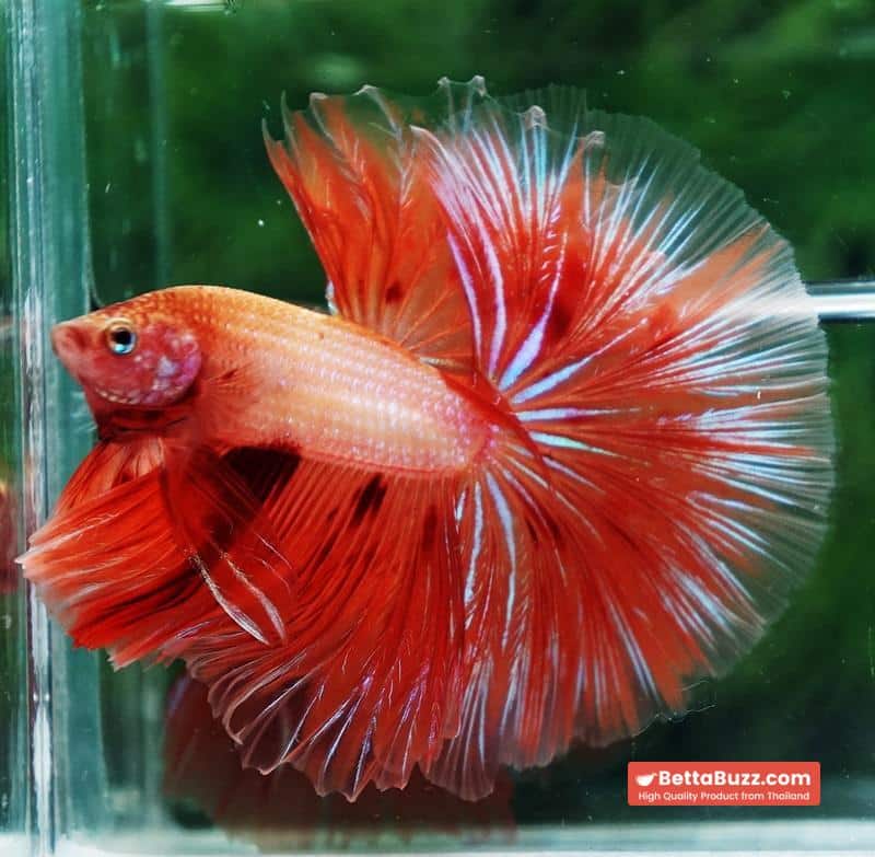 Betta fish Big Armageddon Meteror Sky Hawk OHM - Image 2