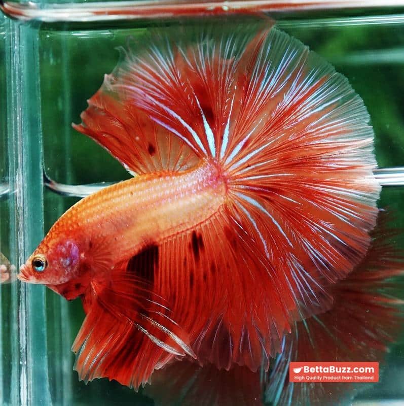 Betta fish Big Armageddon Meteror Sky Hawk OHM - Image 4