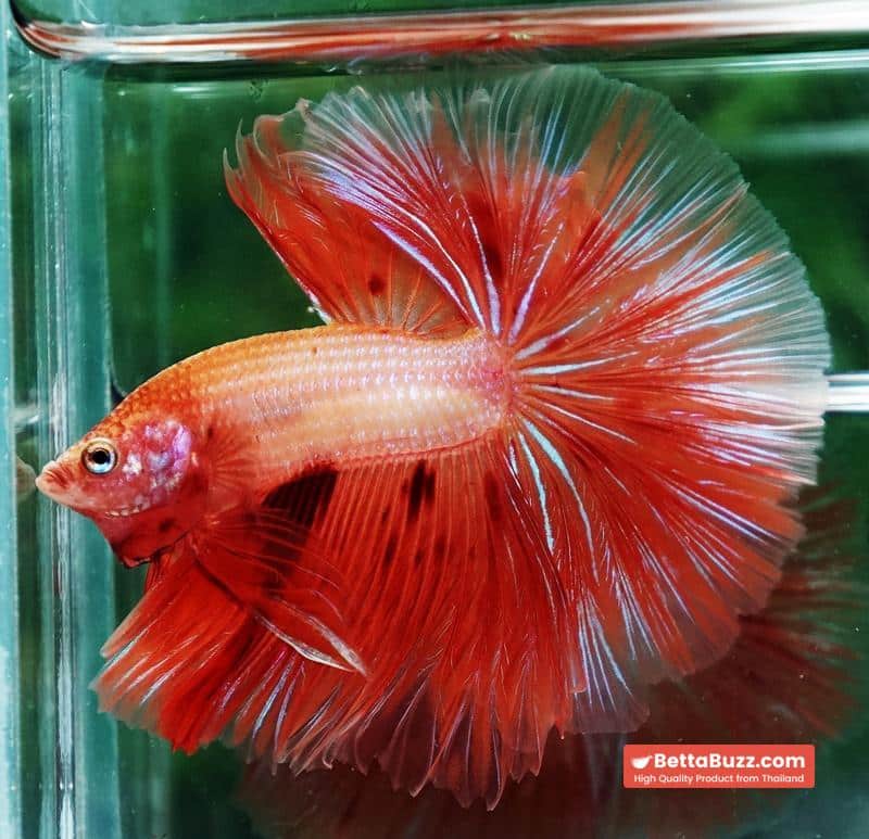 Betta fish Big Armageddon Meteror Sky Hawk OHM - Image 7