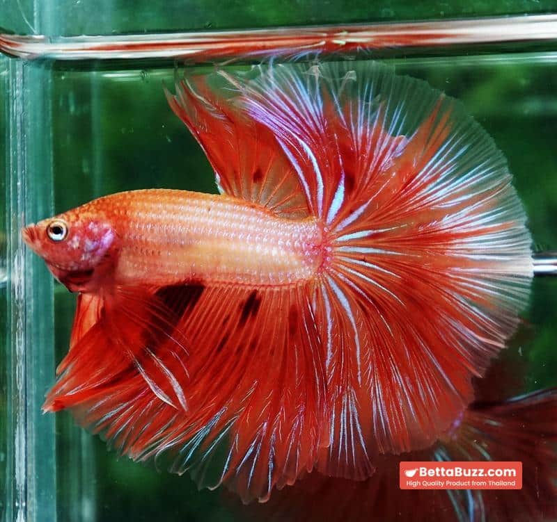 Betta fish Big Armageddon Meteror Sky Hawk OHM - Image 6