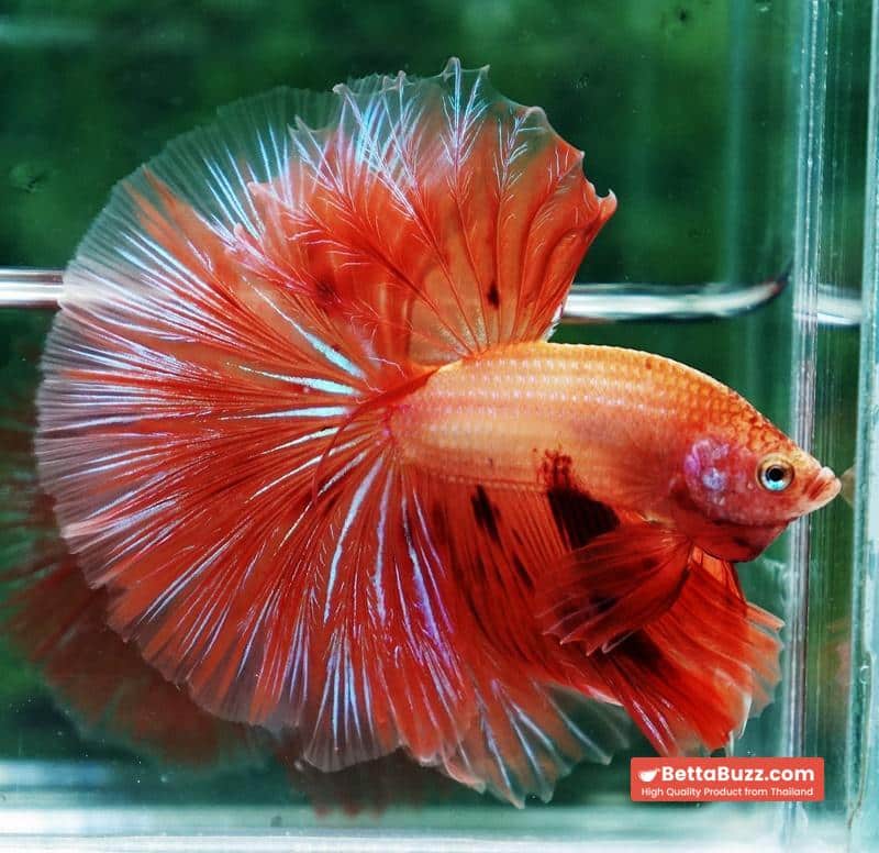 Betta fish Big Armageddon Meteror Sky Hawk OHM - Image 3