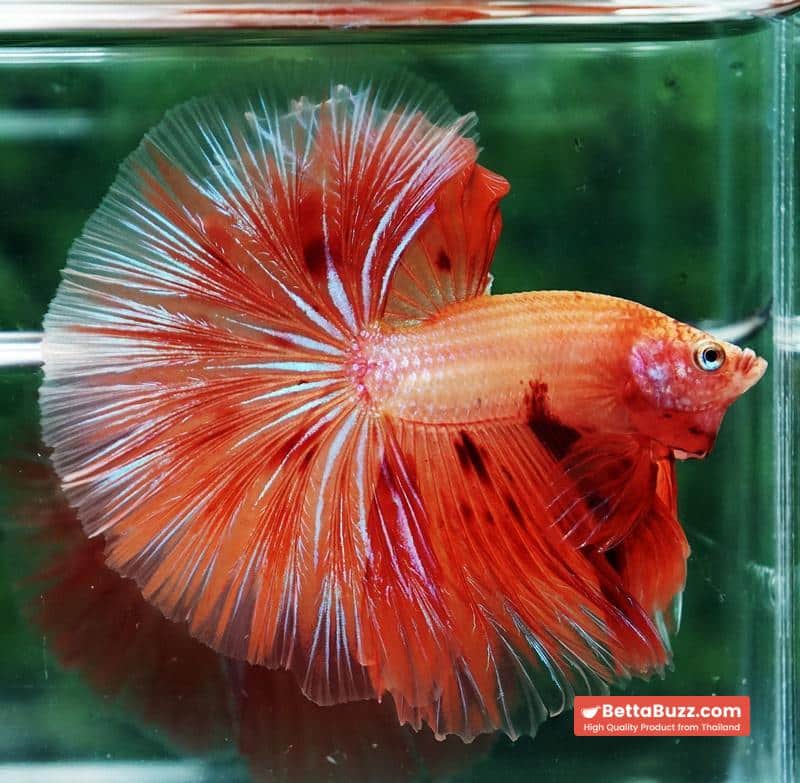 Betta fish Big Armageddon Meteror Sky Hawk OHM - Image 5