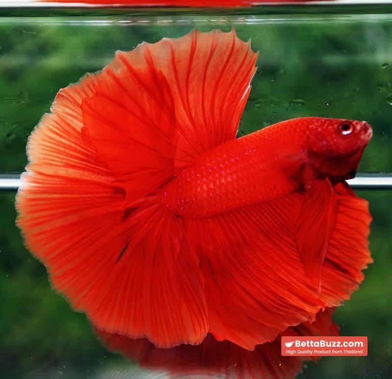 Betta fish Amaranth Red Sky Hawk OHM - Image 4