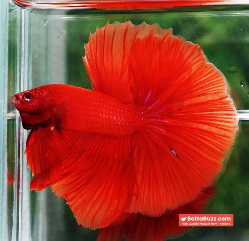 Betta fish Amaranth Red Sky Hawk OHM - Image 3