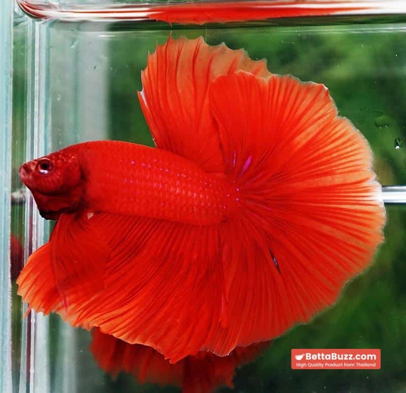 Betta fish Amaranth Red Sky Hawk OHM - Image 5