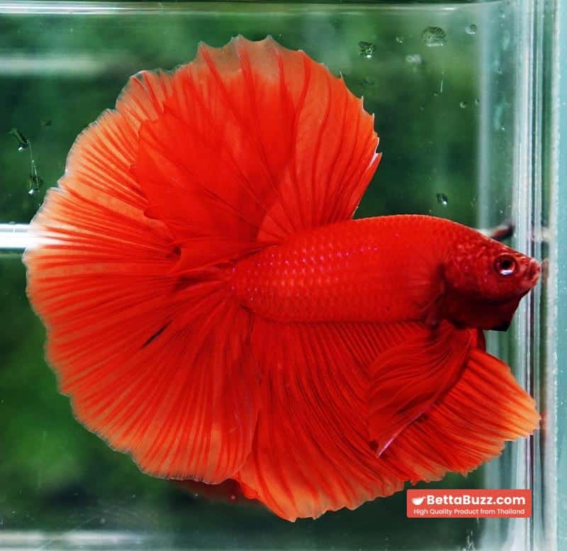 Betta fish Amaranth Red Sky Hawk OHM - Image 6