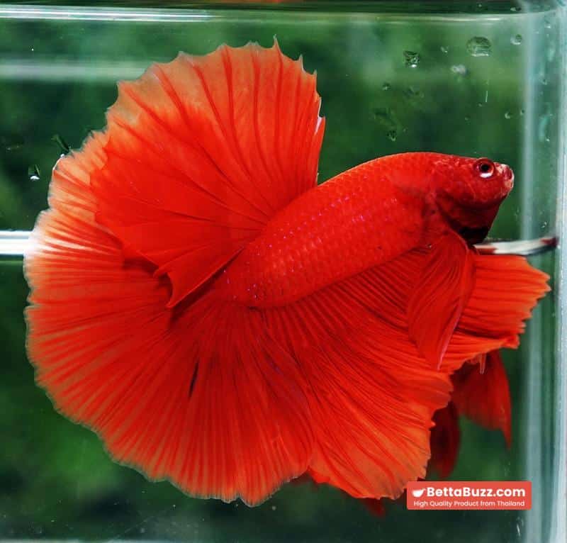 Betta fish Amaranth Red Sky Hawk OHM - Image 2
