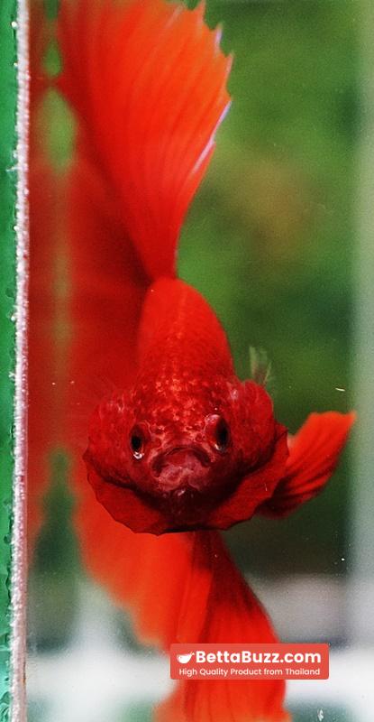 Betta fish Amaranth Red Sky Hawk OHM - Image 7