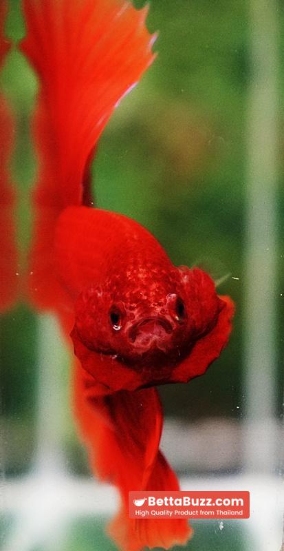Betta fish Amaranth Red Sky Hawk OHM - Image 8
