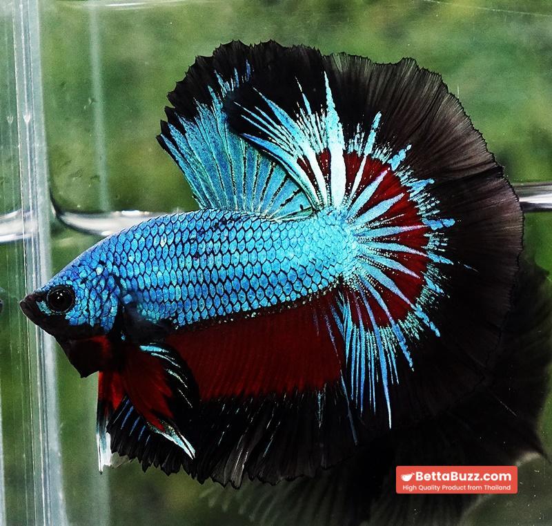 Betta fish Blue Peacock Black Ring OHM - Image 2