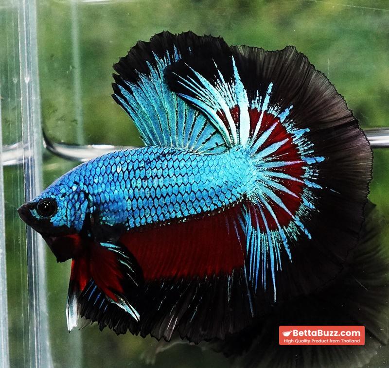 Betta fish Blue Peacock Black Ring OHM - Image 4