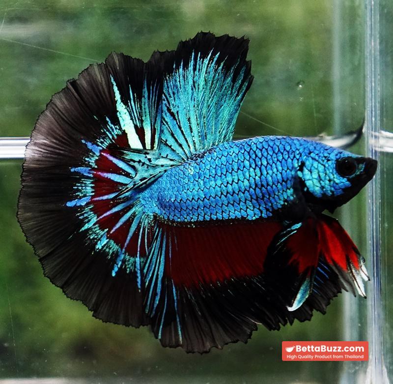 Betta fish Blue Peacock Black Ring OHM - Image 5