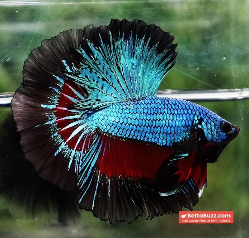 Betta fish Blue Peacock Black Ring OHM - Image 3