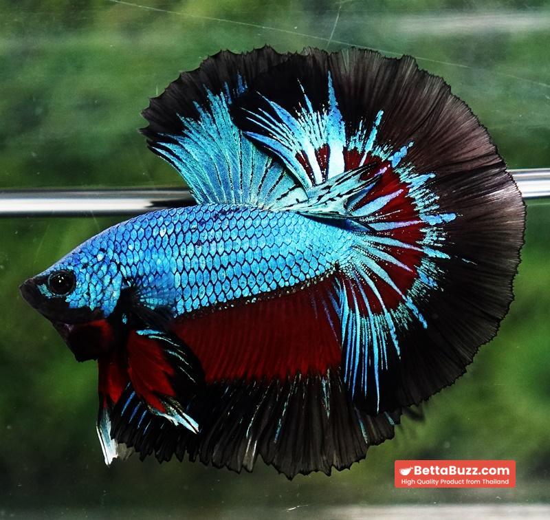 Betta fish Blue Peacock Black Ring OHM - Image 6