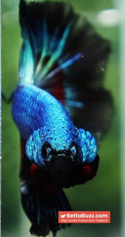 Betta fish Blue Peacock Black Ring OHM - Image 7