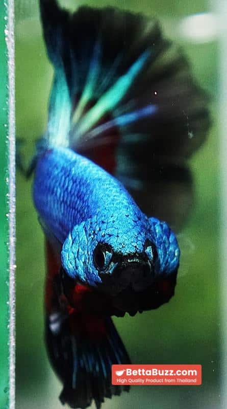 Betta fish Blue Peacock Black Ring OHM - Image 8