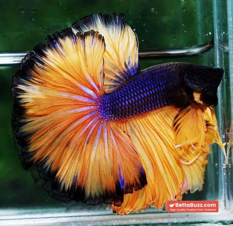 Betta fish OHM Blue Black Pumpkins Sky Hawk - Image 6