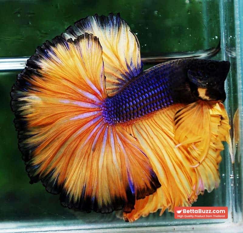 Betta fish OHM Blue Black Pumpkins Sky Hawk - Image 4