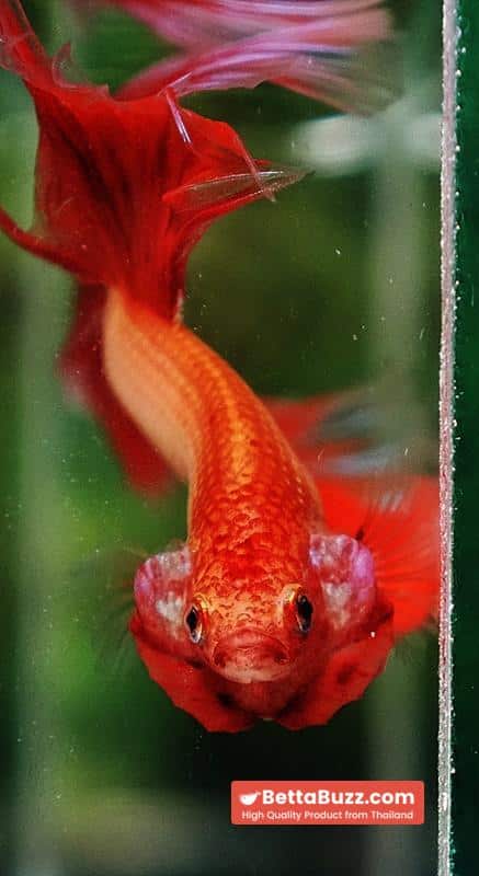 Betta fish Big Armageddon Meteror Sky Hawk OHM - Image 8