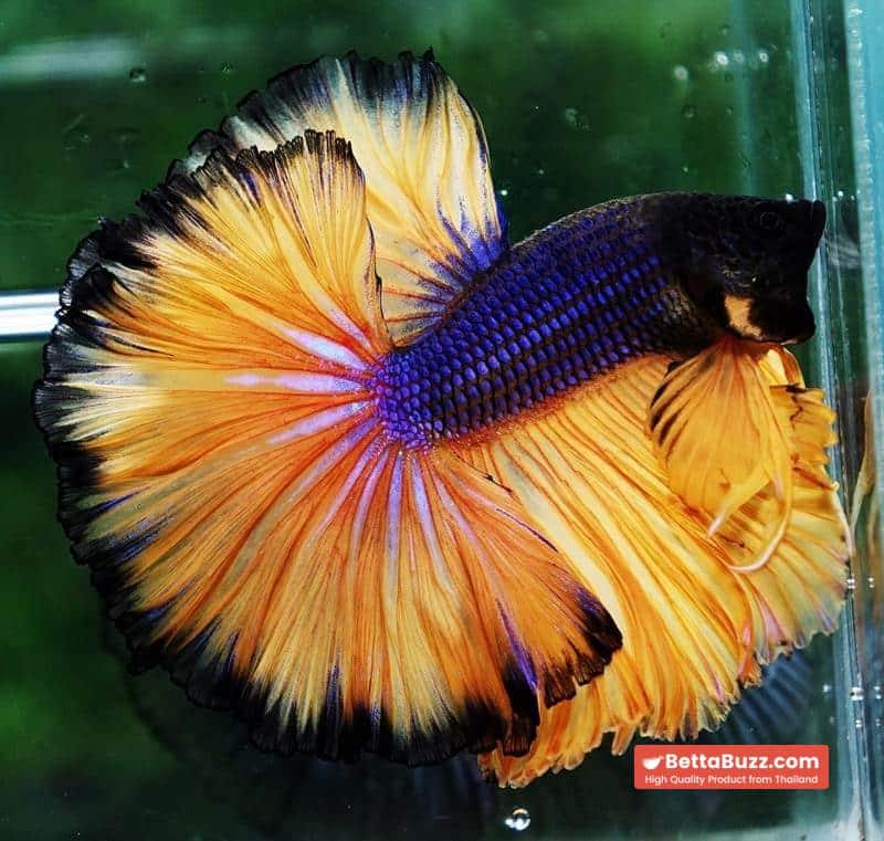 Betta fish OHM Blue Black Pumpkins Sky Hawk - Image 2