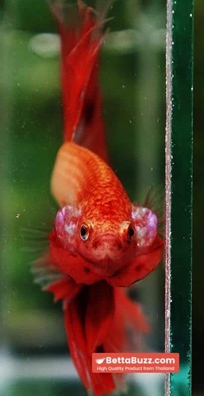 Betta fish Big Armageddon Meteror Sky Hawk OHM - Image 9