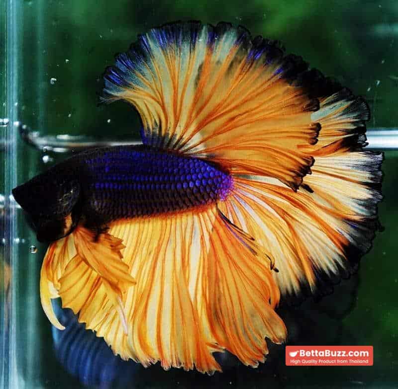Betta fish OHM Blue Black Pumpkins Sky Hawk - Image 5