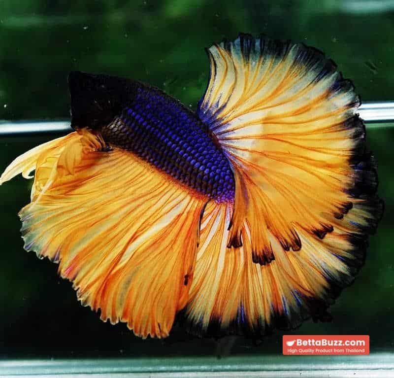 Betta fish OHM Blue Black Pumpkins Sky Hawk - Image 3