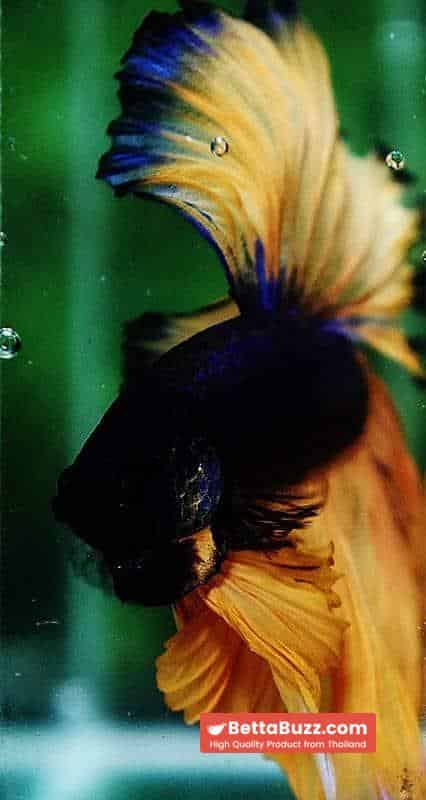 Betta fish OHM Blue Black Pumpkins Sky Hawk - Image 7