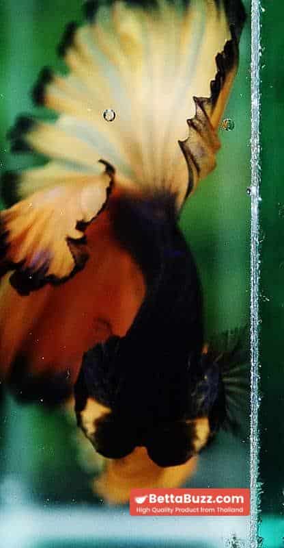Betta fish OHM Blue Black Pumpkins Sky Hawk - Image 8