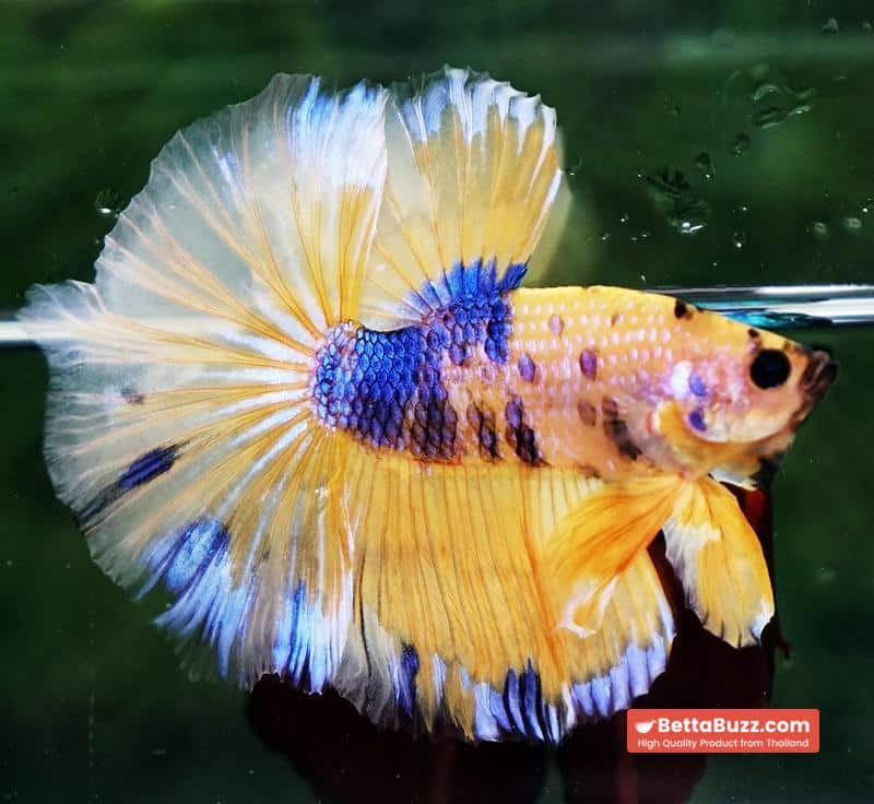 Betta fish OHM Yellow Blue Banaby - Image 3
