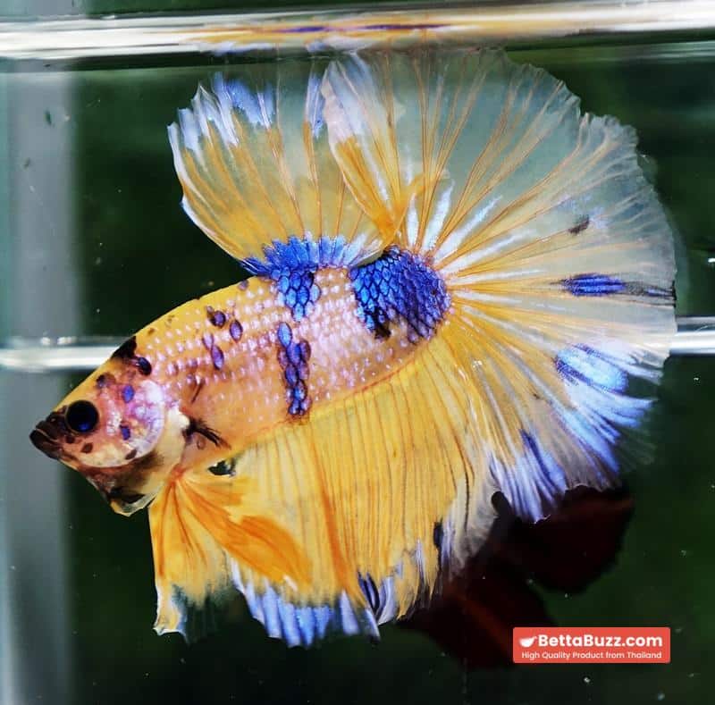 Betta fish OHM Yellow Blue Banaby - Image 6