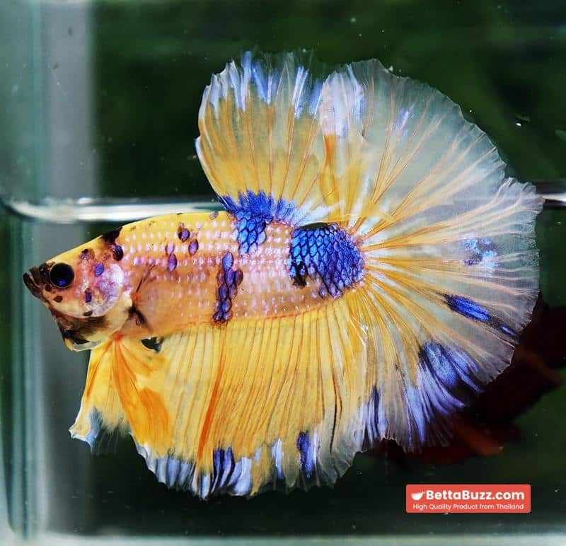 Betta fish OHM Yellow Blue Banaby - Image 4