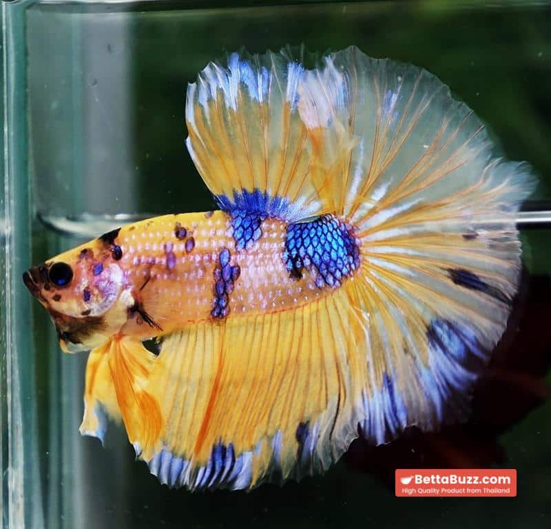 Betta fish OHM Yellow Blue Banaby - Image 2