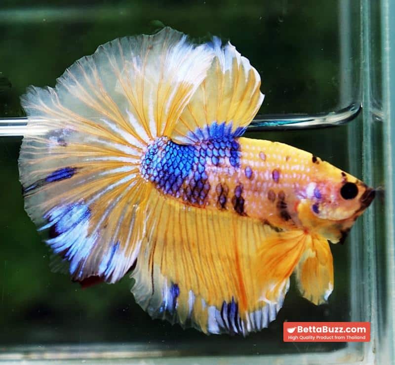 Betta fish OHM Yellow Blue Banaby - Image 5