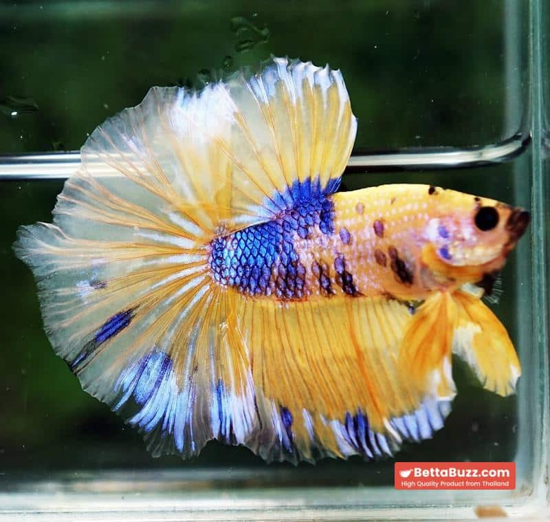 Betta fish OHM Yellow Blue Banaby - Image 7