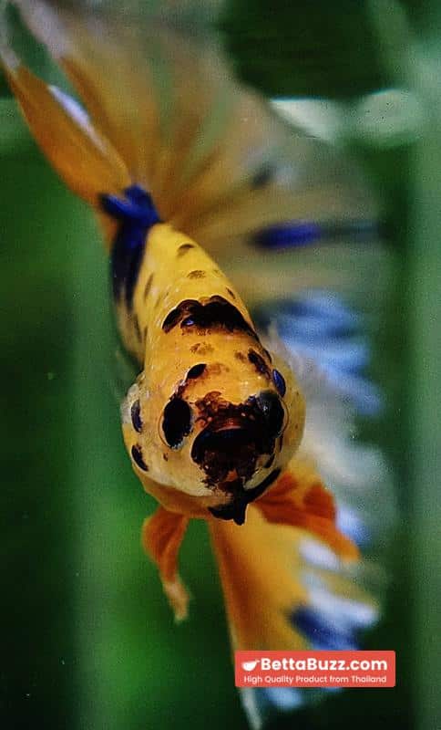 Betta fish OHM Yellow Blue Banaby - Image 8