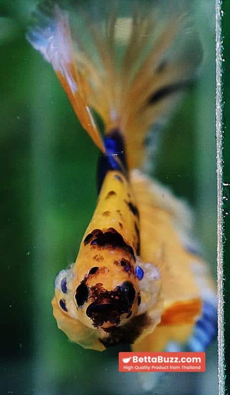 Betta fish OHM Yellow Blue Banaby - Image 9
