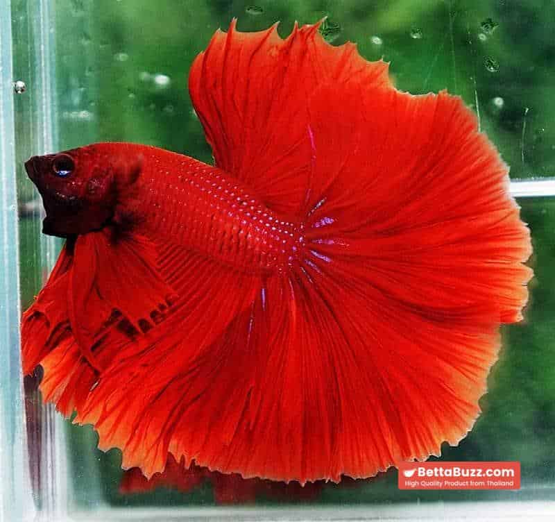 Betta fish OHM King of Big Red Sky Hawk - Image 7