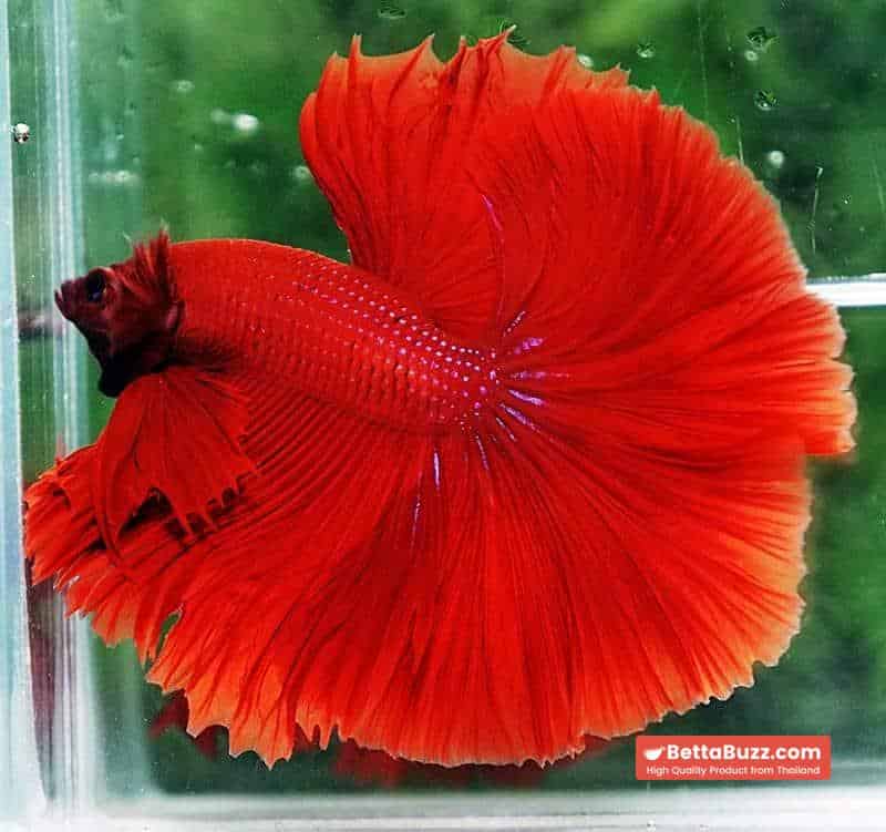 Betta fish OHM King of Big Red Sky Hawk - Image 5