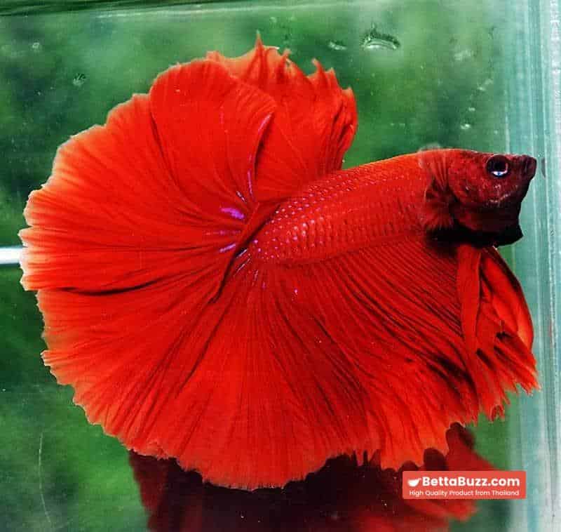 Betta fish OHM King of Big Red Sky Hawk - Image 6
