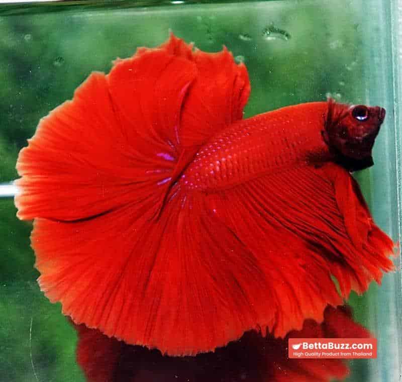 Betta fish OHM King of Big Red Sky Hawk - Image 4